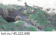 Маленькие лисята ( Vulpes vulpes ) около своей норы. Стоковое видео, видеограф Александр Мамонтов / Фотобанк Лори