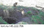 Маленькие лисята ( Vulpes vulpes ) около своей норы. Стоковое видео, видеограф Александр Мамонтов / Фотобанк Лори
