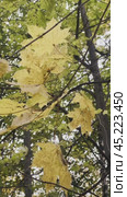 The orange autumn maple leaves in the park are swaying in the wind. Стоковое видео, видеограф Ярославский Максим / Фотобанк Лори
