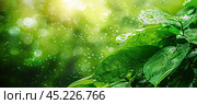 Life-giving raindrops on the leaves of trees, close-up of precipitation in the jungle, heavy rain falling on the leaves of trees in the forest, drops settling on green leaves. Generated by AI. Стоковое AI-изображение, AI-художник Ярославский Максим / Фотобанк Лори