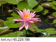 Blooming nymphea closeup (Lat. - nymphaea) Стоковое фото, фотограф Irina Opachevsky / Фотобанк Лори
