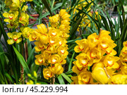 Tropical yellow orchids thrive in lush rainforest habitat, showcasing vibrant colors and delicate petals. exotic flowers bloom rich foliage, creating breathtaking scene of natural beauty. Стоковое фото, фотограф Павел Муравьев / Фотобанк Лори