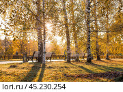 Russia. Tsaritsyn Park in Moscow on an autumn day. Beautiful sunny landscape with benches and birch trees. Warm sunlight. Стоковое фото, фотограф Photojuli / Фотобанк Лори