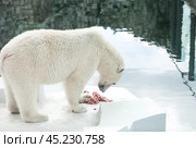 A polar bear (Ursus maritimus) eats a piece of meat in captivity. Стоковое фото, фотограф Photojuli / Фотобанк Лори