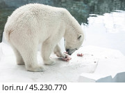 A polar bear (Ursus maritimus) eats a piece of meat in captivity. Стоковое фото, фотограф Photojuli / Фотобанк Лори