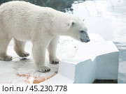 Portrait of a polar bear (Ursus maritimus) in captivity at the zoo. Стоковое фото, фотограф Photojuli / Фотобанк Лори