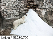 A polar bear (Ursus maritimus) eats a piece of meat in captivity. Стоковое фото, фотограф Photojuli / Фотобанк Лори