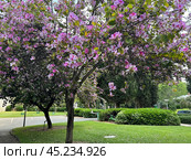 Blooming orchid tree Bauhinia (lat. - Bauhinia) on the campus of The Weizmann Institute of Science. Стоковое фото, фотограф Irina Opachevsky / Фотобанк Лори