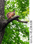 Red squirrel sits on a tree knot in a summer forest. Стоковое фото, фотограф Лариса Гордеева / Фотобанк Лори