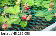 Strawberry in Farm. Strawberries bed covered with protective mesh from birds. Protection of harvest in the garden. Beds under the net. Covers protect plants against animal or pest. Caring for crops. Стоковое видео, видеограф Марина Демидюк / Фотобанк Лори