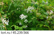 Rubus rosifolius, rosaefolius, known as roseleaf bramble, Mauritius raspberry, thimbleberry, Vanuatu raspberry and bramble of Cape blossoming in the native field. Hybrid of raspberry and strawberry. Стоковое видео, видеограф Марина Демидюк / Фотобанк Лори