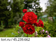 Красные розы. Стоковое фото, фотограф Андрей Иванов / Фотобанк Лори