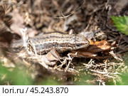The lizard, harmless to humans, hides among the vegetable beds. Стоковое фото, фотограф Сергей Долгов / Фотобанк Лори