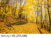 Дорожка в парке усыпана желтыми кленовыми листьями. Стоковое фото, фотограф Илья Старков / Фотобанк Лори