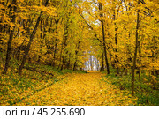 Дорожка в парке усыпана желтыми кленовыми листьями. Стоковое фото, фотограф Илья Старков / Фотобанк Лори