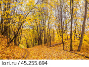 Дорожка в парке усыпана желтыми кленовыми листьями. Стоковое фото, фотограф Илья Старков / Фотобанк Лори