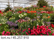 Moscow, Russia. Spring flowers on exhibition in the Botanic Gardens of Moscow State University The Apothecaries garden (2021 год). Редакционное фото, фотограф Ольга Сейфутдинова / Фотобанк Лори