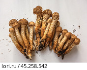 Собранные осенние опята на белом фоне с тенями. Королевский опёнок./ Collected autumn honey mushrooms on a white background with shadows. Royal honey fungus. Стоковое фото, фотограф Iva Noel / Фотобанк Лори