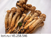 Собранные осенние опята на белом фоне с тенями. Королевский опёнок./ Collected autumn honey mushrooms on a white background with shadows. Royal honey fungus. Стоковое фото, фотограф Iva Noel / Фотобанк Лори