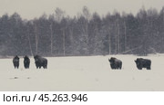 European Bison Herd Battling Snowstorm in Belarusian Winter Landscape. Стоковое видео, видеограф Dzmitry Astapkovich / Фотобанк Лори