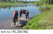 Two horses cleaning their hooves in a river in shallow water, performing hygiene procedures. Стоковое видео, видеограф Сергей Чайко / Фотобанк Лори