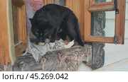Wild cat trying to get into old wooden house. Стоковое видео, видеограф Сергей Чайко / Фотобанк Лори