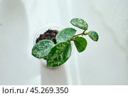 Young rooted cuttings of different varieties of Hoya Matilda splash in small pots, house flower, liana. Close up, selective focus. Стоковое фото, фотограф Ирина Буракова / Фотобанк Лори