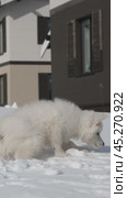 Щенок Белой Швейцарской Овчарки БШО играет в снегу / Vertical video of a small White Swiss Shepherd Dog puppy digs snow in the garden in a cottage village in winter. Стоковое видео, видеограф Сергей Пристяжнюк (Serg Zastavkin) / Фотобанк Лори