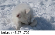 Щенок Белой Швейцарской Овчарки БШО играет в снегу / Slow motion video of a small White Swiss Shepherd Dog puppy lies in the snow in winter. Стоковое видео, видеограф Сергей Пристяжнюк (Serg Zastavkin) / Фотобанк Лори