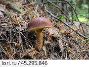 Моховик спрятался в сосновых иголках в лесу. Стоковое фото, фотограф Ольга Дмитренко / Фотобанк Лори