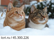 Two cats lying on the snow, looking intently in one direction. One of the cats is ginger, with stripes, the other is a tabby with brown and white coloring. Both pets look relaxed and interested, enjoying the winter air. The photo conveys the atmosphere of winter and tranquility, emphasizing the softness and fluffiness of the animals' fur. Стоковое AI-изображение, AI-художник Анна Кривицкая / Фотобанк Лори