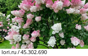 Гортензия метельчатая древовидная (hydrangea paniculata) - Сандей Фрейз на клумбе. Компания "Русский Огород". (2024 год). Редакционное видео, видеограф Владимир Шипикин / Фотобанк Лори