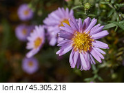 The aster perennial in the morning after the first frost in the garden. Astra (lat. Aster) is a genus of herbaceous plants of the Asteraceae family (Asteraceae). November 3, 2024. Стоковое фото, фотограф Андрей Жигальцов / Фотобанк Лори