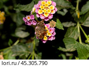 A brown butterfly (Carcharodus alceae) sitting on a flower close-up. Стоковое фото, фотограф Татьяна Ляпи / Фотобанк Лори