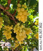 Grape harvest in Lachish district, Israel. Стоковое фото, фотограф Irina Opachevsky / Фотобанк Лори
