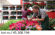 Careful middle-aged salesman holding garden-pots with vinca flower in plants market with large assortment. Стоковое видео, видеограф Яков Филимонов / Фотобанк Лори