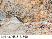 Рыжая земляная белка (Xerus rutilus) сидит среди сухой травы (2015 год). Стоковое фото, фотограф Анна Ефимова / Фотобанк Лори