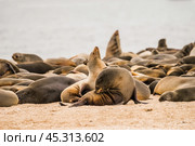 Капские морские котики (Arctocephalus pusillus) лежат на песке на фоне Атлантического океана. Большая колония котиков на берегах Намибии. (2015 год). Стоковое фото, фотограф Анна Ефимова / Фотобанк Лори