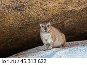 Капский даман (Procavia capensis) сидит на гранитном валуне (2015 год). Стоковое фото, фотограф Анна Ефимова / Фотобанк Лори