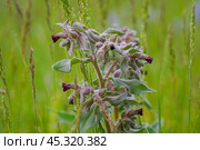 Meadow medicinal plant Nonea pulla in nature. Стоковое фото, фотограф Александр Прошкин / Фотобанк Лори