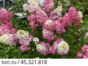 Hydrangea paniculata sort Fraise Melba hydrangea with pink flowers blooms in the garden in summer. Стоковое фото, фотограф Ольга Сейфутдинова / Фотобанк Лори
