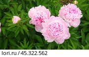 Pink peony growing, blurred leaves background. Gently fresh flower bush. Gardening, landscaping. Plant Nurse Ad. Backdrop for product promote. Flower shop. Green home garden. Landscape design. Path. Стоковое видео, видеограф Марина Демидюк / Фотобанк Лори