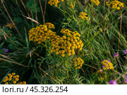 Yellow Flowers of Tanacetum Vulgare or Tansy. Стоковое фото, фотограф Михаил Пряхин / Фотобанк Лори
