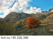 Autumn mountain landscape. Mountain relief with vertical rocks at the top. A tree with red leaves and a faint rut from automobile wheels in the foreground. Стоковое фото, фотограф Роман Дзюбало / Фотобанк Лори