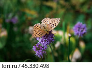 Brenthis daphne, the marbled fritillary butterfly female sitting on allium flower. Стоковое фото, фотограф Татьяна Терехина / Фотобанк Лори