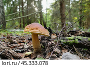 Белый гриб на лесной поляне осенью. Стоковое фото, фотограф Ольга Дмитренко / Фотобанк Лори