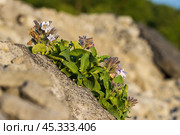 Полевые цветы пеннелиант кустарниковый (Pennellianthus frutescens). Цветущие дикие цветы на каменистом склоне сопки. Утреннее освещение. Природа Дальнего Востока России. Растения Камчатки. Россия. Стоковое фото, фотограф Андрей Степанов / Фотобанк Лори