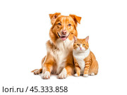 Friendly Dog Cat Holding Sign, Perfect for Pet Care Services, Vets, Groomers, Pet Sitters, Advertising Animal Care Concept, Representing Pet Care. Стоковое фото, фотограф Павел Муравьев / Фотобанк Лори