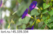 Ipomoea purpurea. climbing plants along the wall with purple flowers close-up side view. Стоковое фото, фотограф Скрипачев Антон / Фотобанк Лори