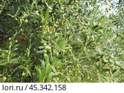 The olive, botanical name Olea europaea, meaning European olive, is a species of small tree or shrub in the family Oleaceae, found traditionally in the Mediterranean Basin, Africa and western Asia. Стоковое фото, фотограф Юлия Петровская / Фотобанк Лори